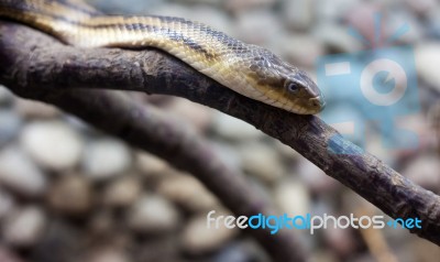 Dangerous Snake Stock Photo