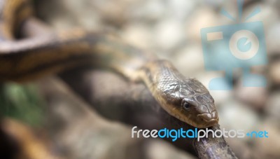 Dangerous Snake On Hte Branch Stock Photo