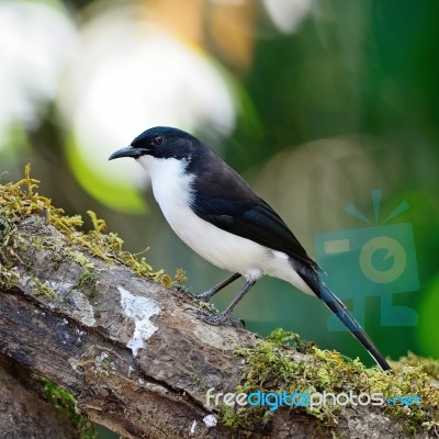 Dark-backed Sibia Stock Photo