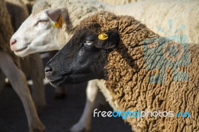 Dark Brown Sheep Stock Photo