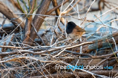 Dark-eyed Junco (junco Hyemalis) Stock Photo