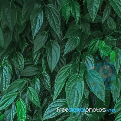 Dark Green Leaves And Background From Green Leaves Stock Photo