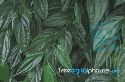 Dark Green Leaves And Background From Green Leaves Stock Photo