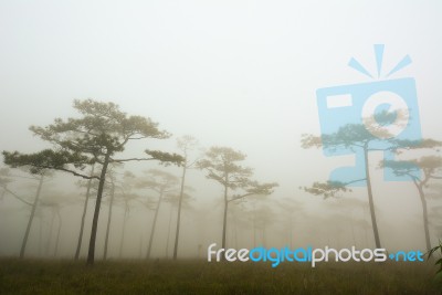 Dark Misty Forest With Pine Trees In Morning Stock Photo