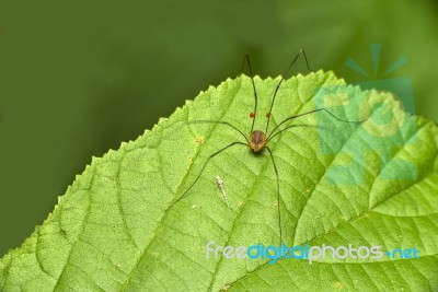 Darry Long Legs Stock Photo