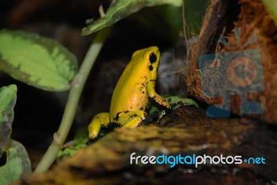 Dart Frog Stock Photo