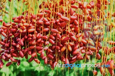 Dates On The Palm Tree Stock Photo