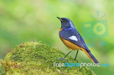 Daurian Redstart Stock Photo