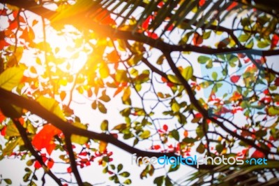 Daylight On Branch With A Blurred Image Stock Photo