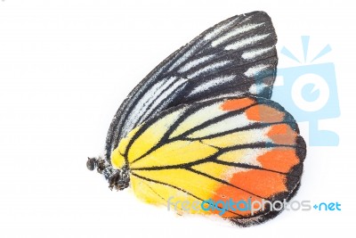 Dead Body Of Butterfly With Colorful Wing O Stock Photo