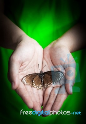 Dead Butterfly In Lady Hand, Green Earth Concept Stock Photo