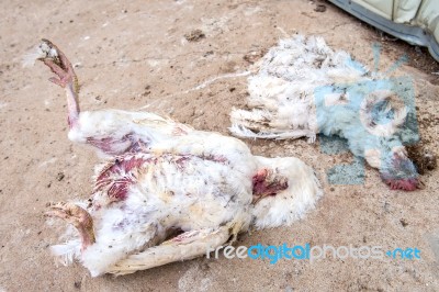 Dead Chicken From Avian Influenza In Farm Stock Photo