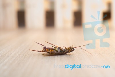 Dead Cockroach On Wood Background Stock Photo