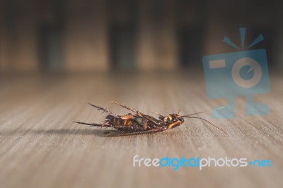 Dead Cockroach On Wood Background Dark Tone Stock Photo