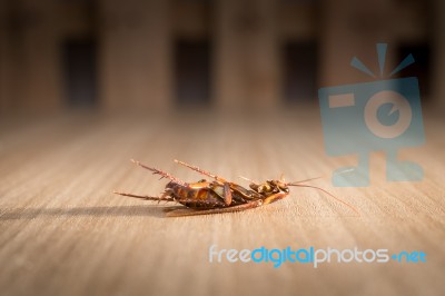 Dead Cockroach On Wood Background Dark Tone Stock Photo