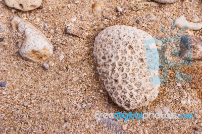 Dead Coral Flower Shape, At Kalim Bay, Phuket, Thailand Stock Photo