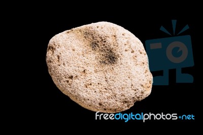 Dead Coral Flower Shape Isolated On Black Stock Photo