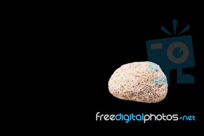 Dead Coral Flower Shape Isolated On Black Stock Photo