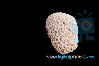 Dead Coral Flower Shape Isolated On Black Stock Photo