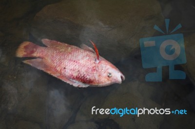 Dead Fish Floating Stock Photo