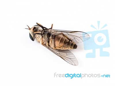 Dead Flies On White Background Stock Photo