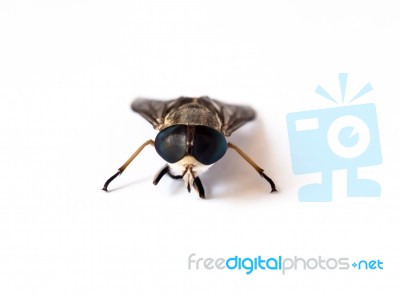 Dead Flies On White Background Stock Photo