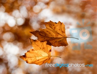 Dead Leaves Stock Photo