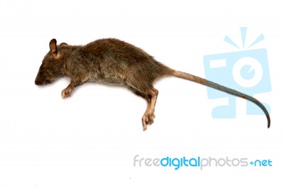 Dead Rat  Stock Photo