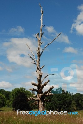 Dead Tree Stock Photo