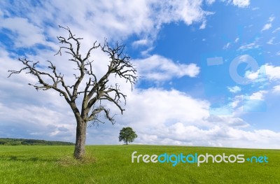 Dead Tree Stock Photo