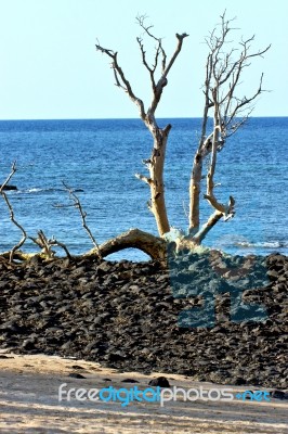 Dead Tree Andilana Beach Seaweed In Indian Ocean Stock Photo