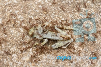 Dead Tree Frog Stock Photo