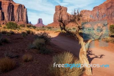 Dead Tree In Monument Valley Utah Stock Photo