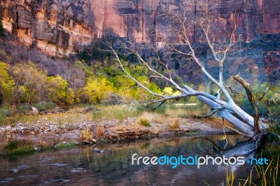 Dead Tree In The Virgin River Stock Photo