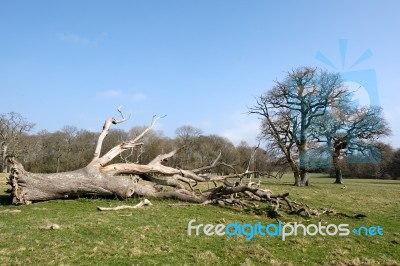 Dead Tree In West Grinstead Stock Photo