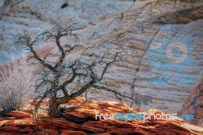 Dead Tree On A Rocky Outcrop In Zion Stock Photo