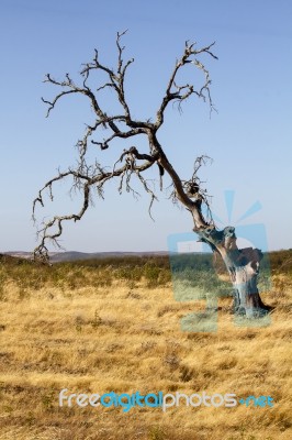 Dead Tree On Dry Land Stock Photo