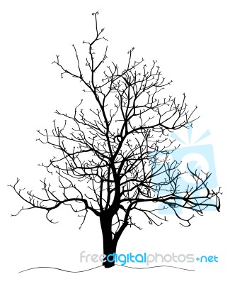 Dead Tree Without Leaves Isolated Stock Image