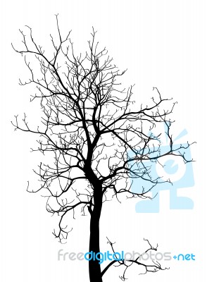 Dead Tree Without Leaves Isolated Stock Image