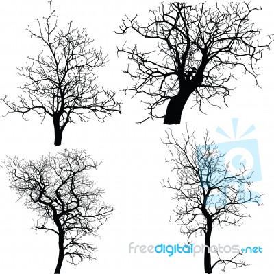 Dead Tree Without Leaves Isolated Stock Image