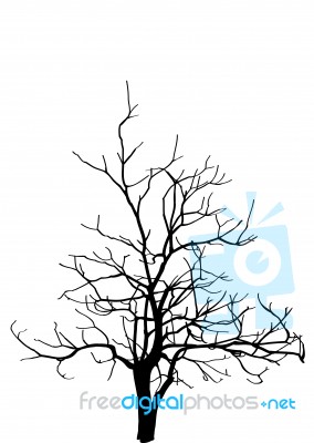 Dead Tree Without Leaves Isolated Stock Image