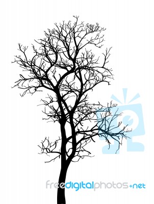 Dead Tree Without Leaves Isolated Stock Image