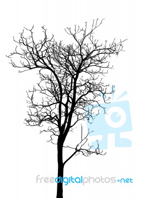 Dead Tree Without Leaves Isolated Stock Image