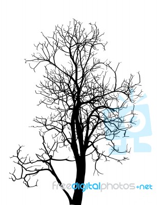 Dead Tree Without Leaves Isolated Stock Image