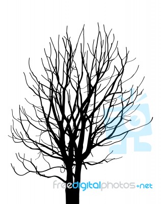 Dead Tree Without Leaves Isolated Stock Image