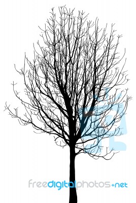 Dead Tree Without Leaves Isolated Stock Image