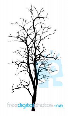 Dead Tree Without Leaves Isolated Stock Image