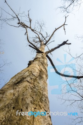 Dead Trees After Fire Stock Photo