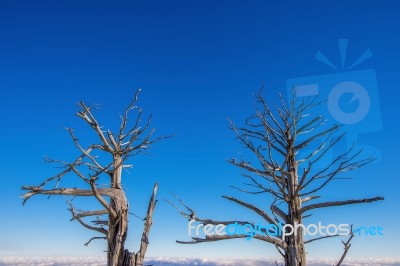 Dead Trees And Blue Sky On Deogyusan Mountains Stock Photo