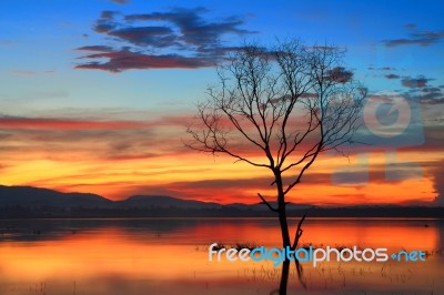 Dead Trees At Sunrise Stock Photo